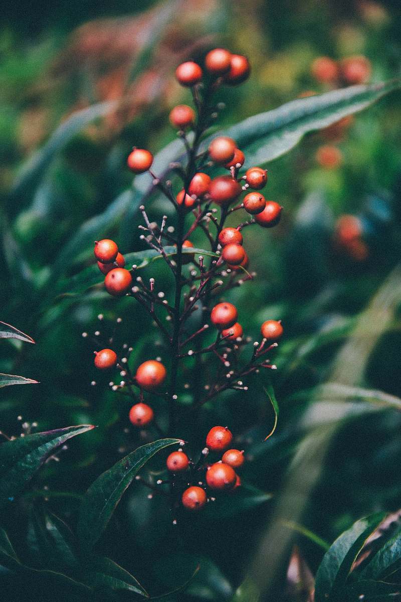 christmas tree red round fruits on green leaves ornament
